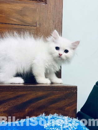 Traditional pure persian male kitten